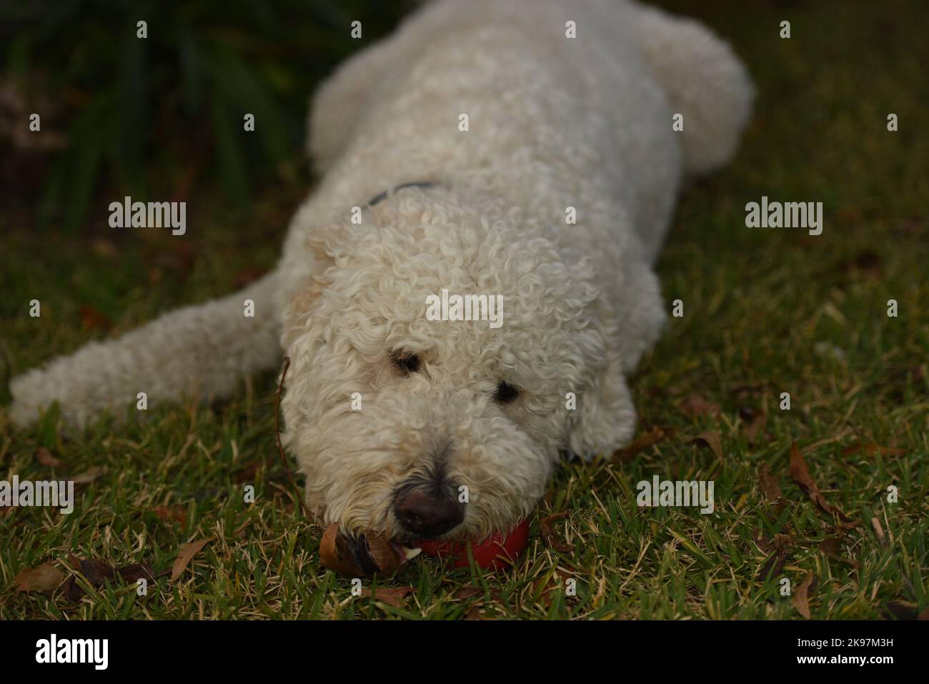 giocattolo da masticare Kong golden doodle Foto Stock