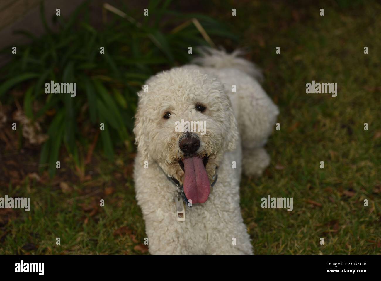 giocattolo da masticare Kong golden doodle Foto Stock
