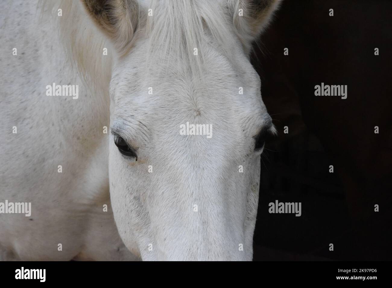 cavallo primo piano sulle orecchie Foto Stock