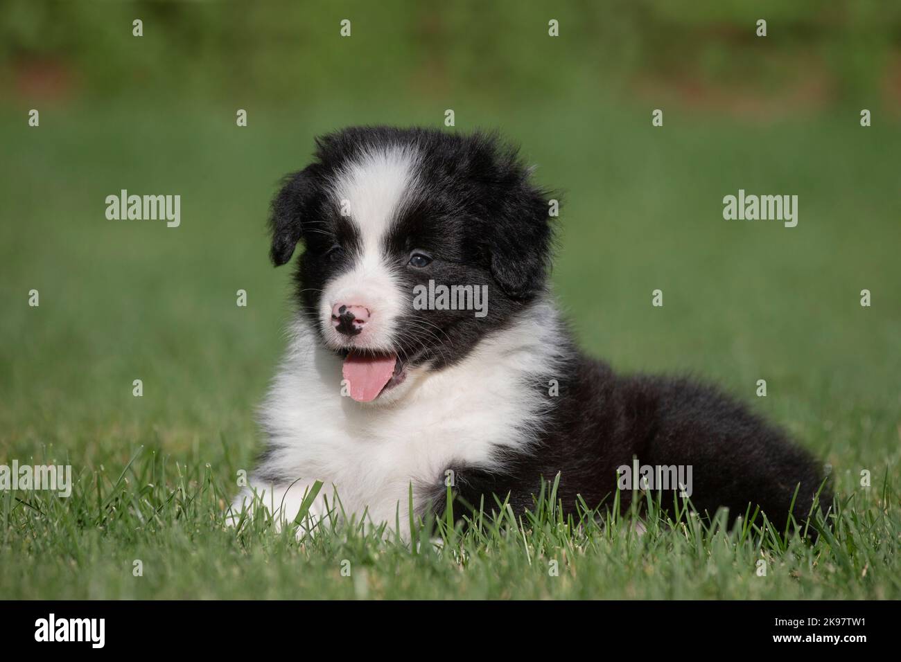 Collie di bordo Foto Stock