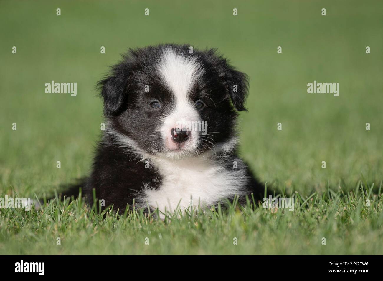 Border Collie, cucciolo di 6 settimane Foto Stock