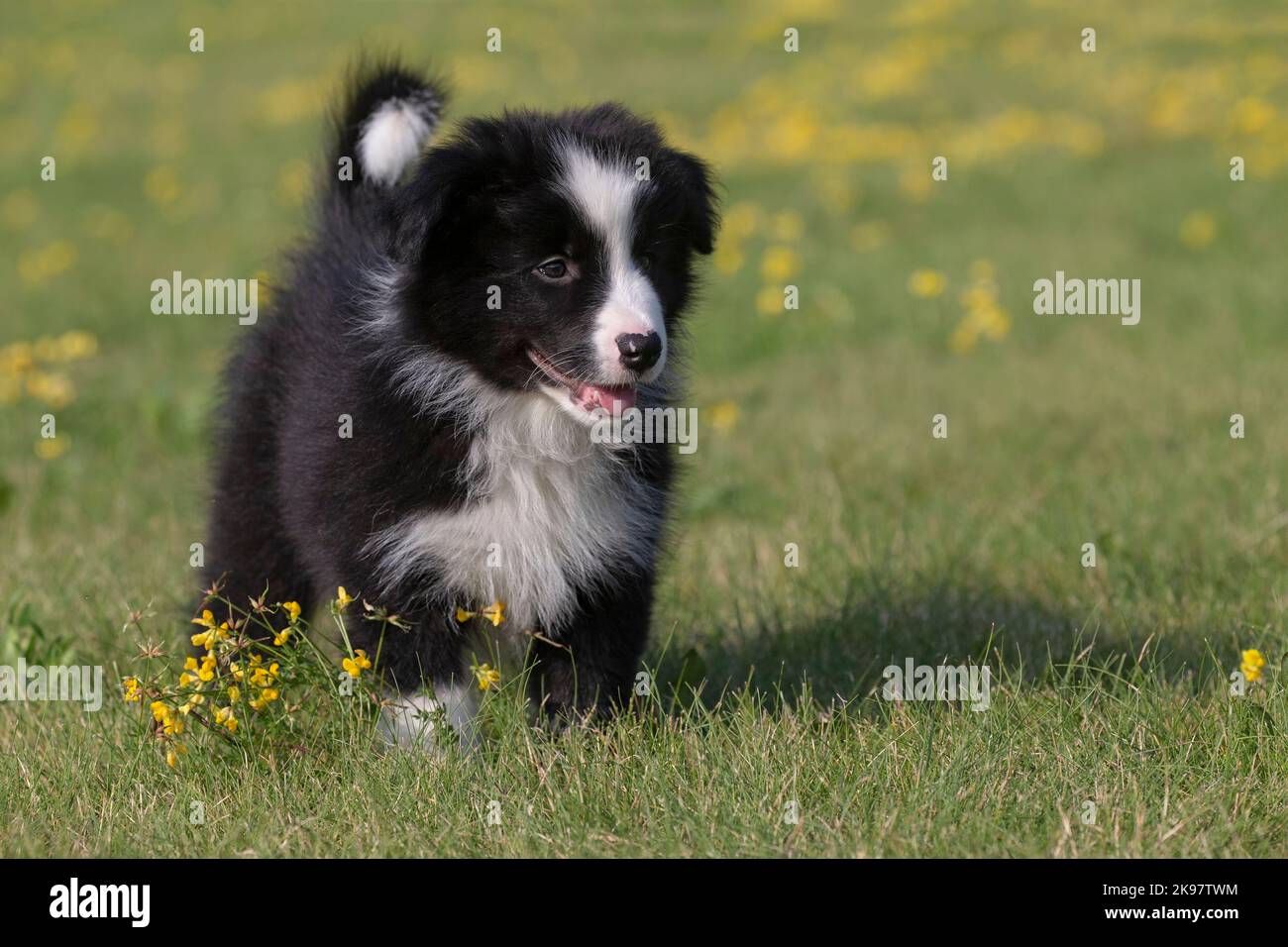 Border Collie, cucciolo di 9 settimane Foto Stock