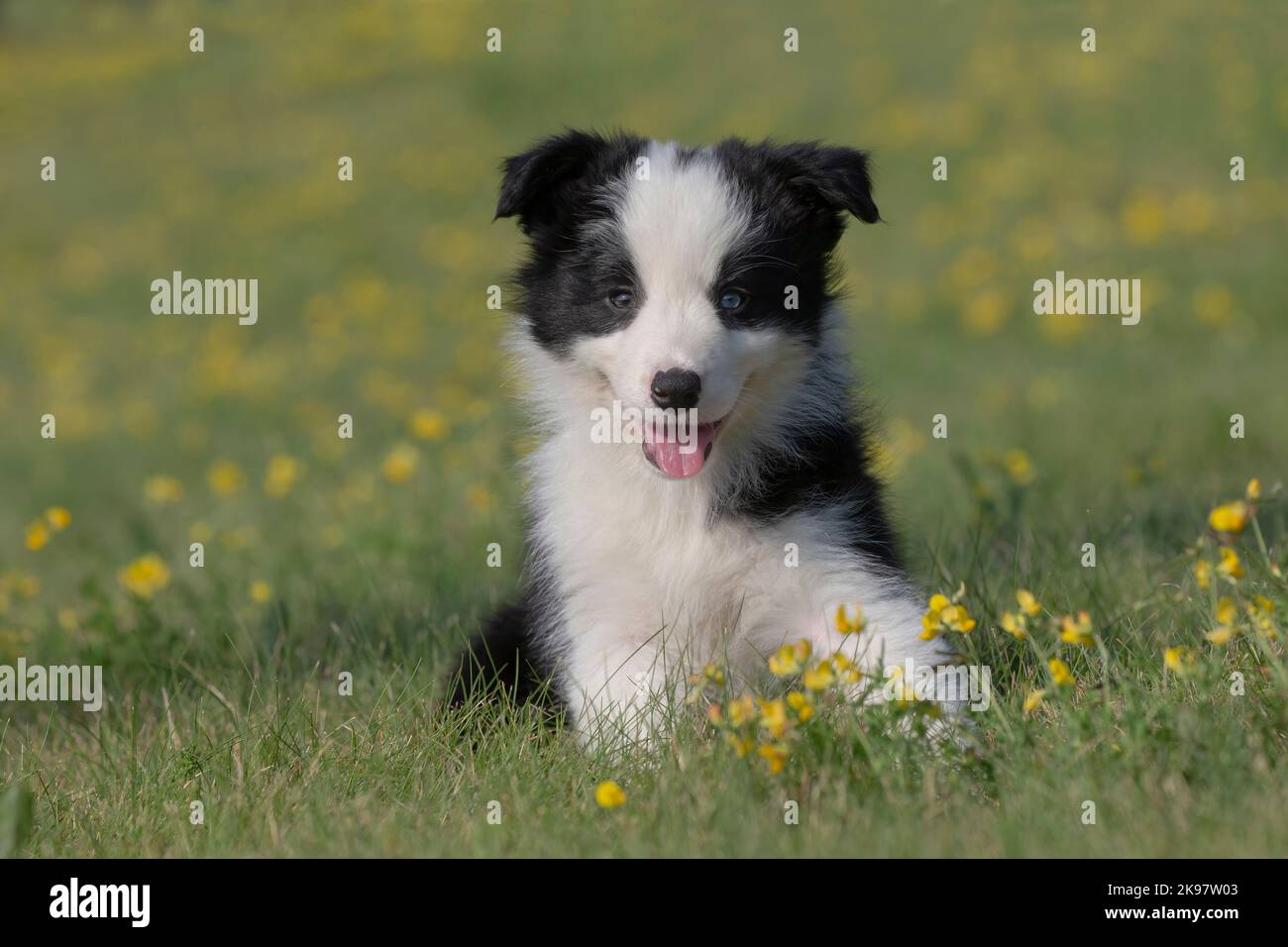 Collie di bordo Foto Stock