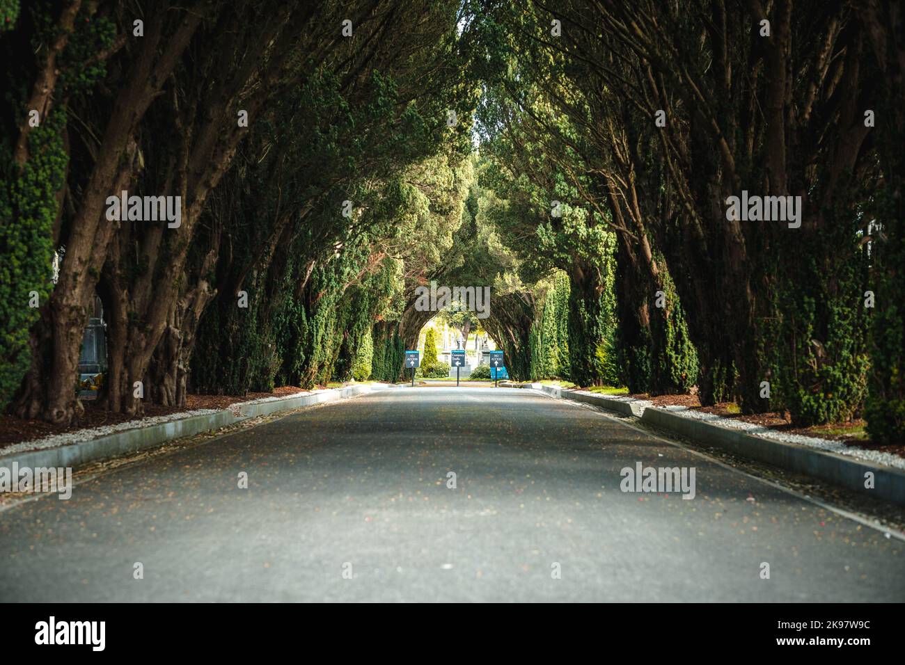 Tunica autunnale nel cimitero di Glasnevin, Dublino, Irlanda Foto Stock