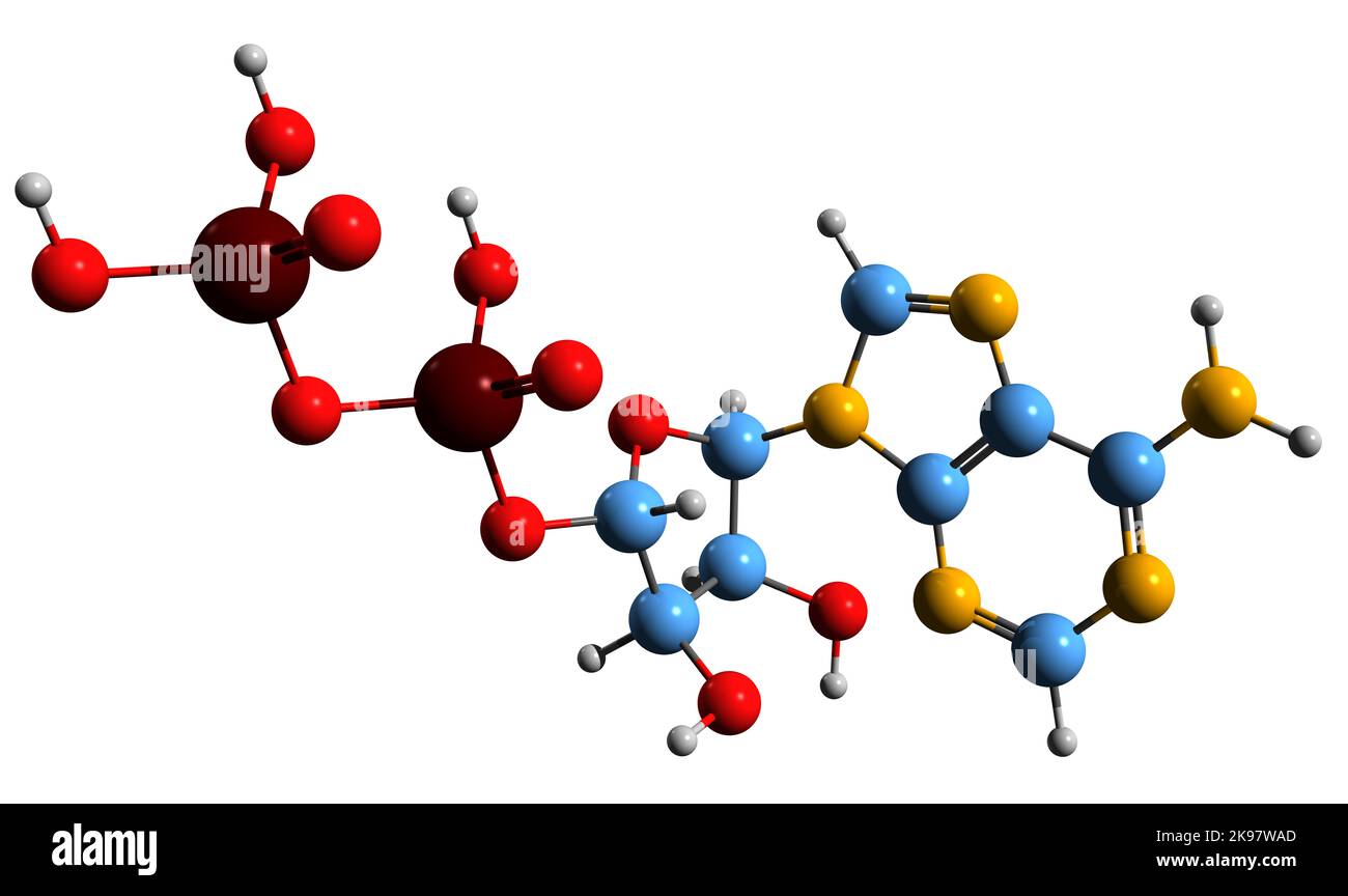 3D immagine di adenosina difosfato formula scheletrica - struttura chimica molecolare dell'intermedio di energia ADP isolato su sfondo bianco Foto Stock