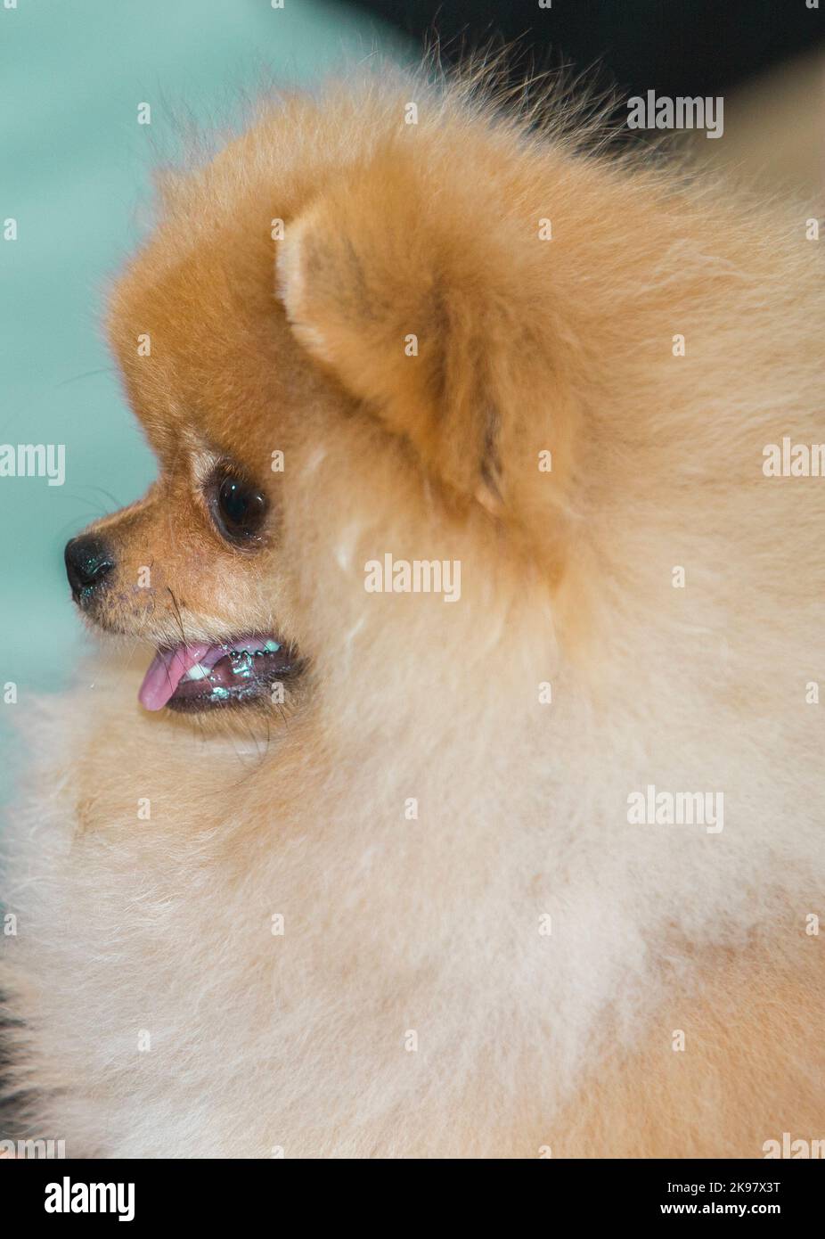 Cane pomerano color crema di razza pura, dettaglio testa Foto Stock