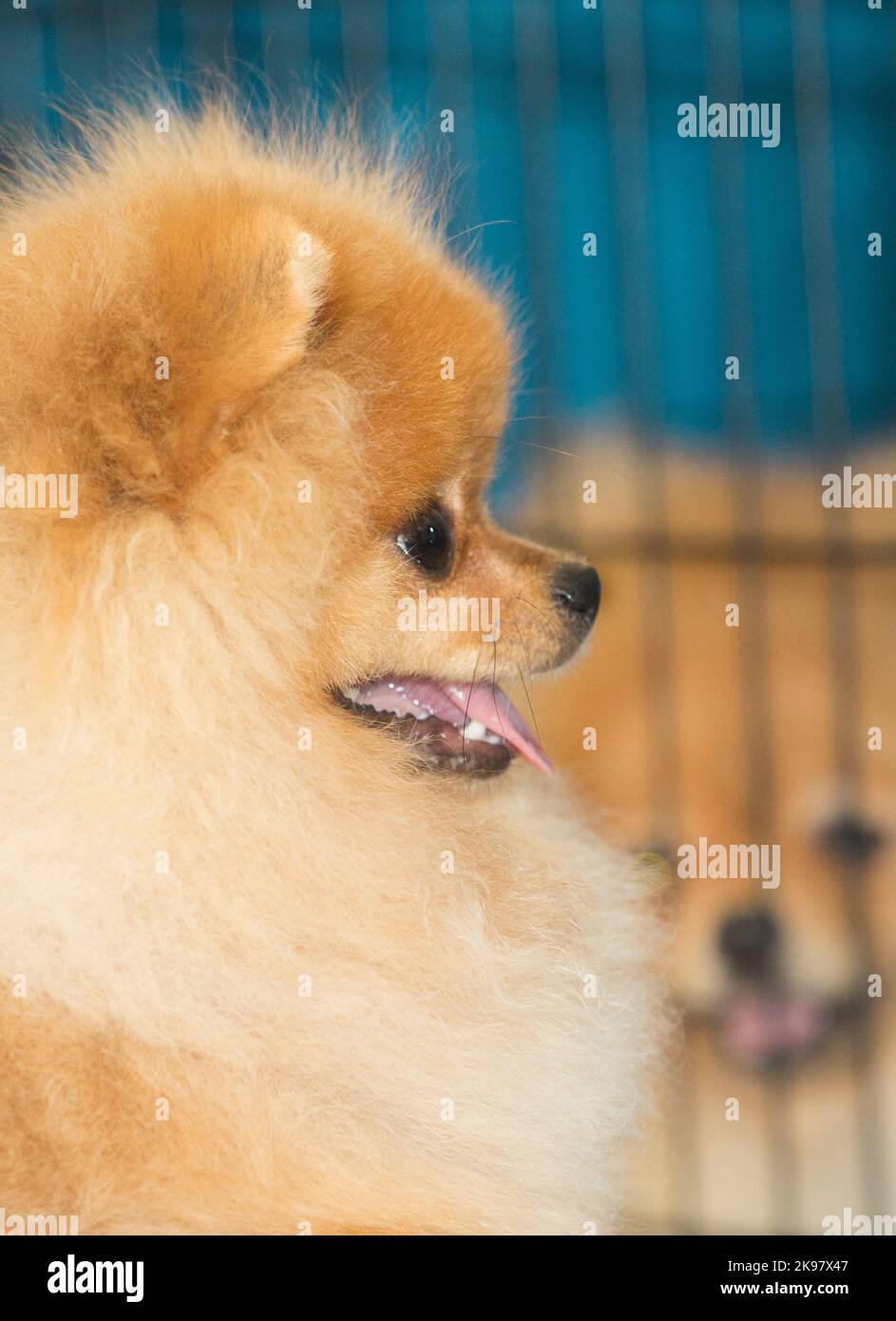 Cani pomerani color crema di razza pura, dettaglio testa Foto Stock