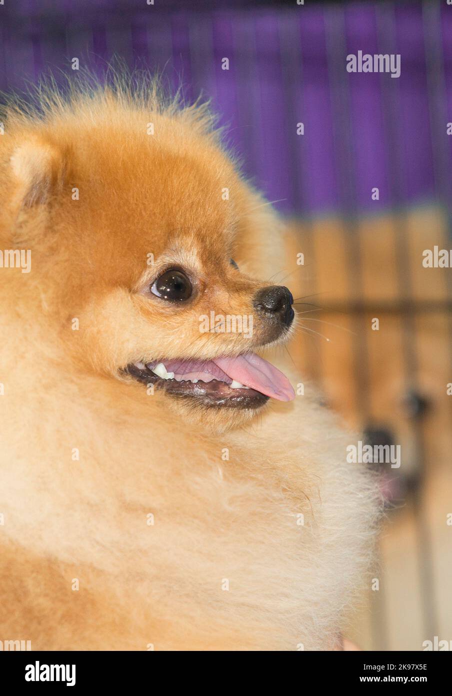 Cani pomerani color crema di razza pura, dettaglio testa Foto Stock