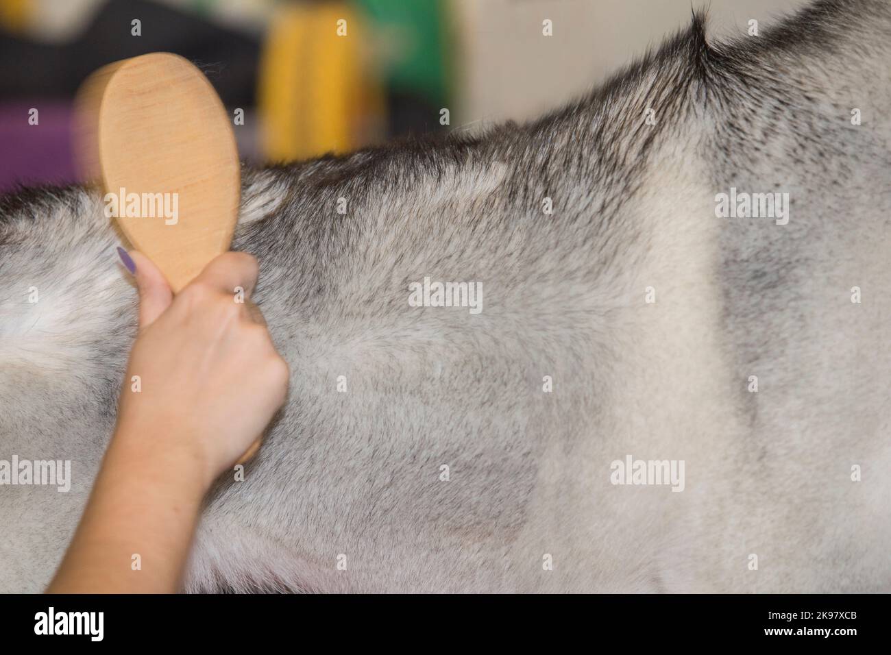 Donna vigorosamente spazzolando i capelli dei suoi cani contro il grano. Scatto sfocato in movimento Foto Stock