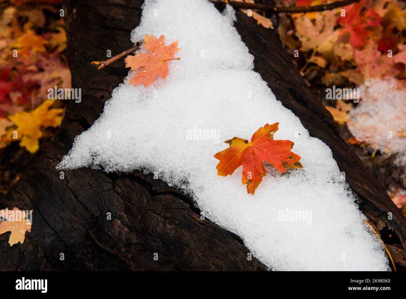 Colori autunnali e neve appena caduta. La transizione tra l'autunno e l'inverno può essere unica, Foto Stock