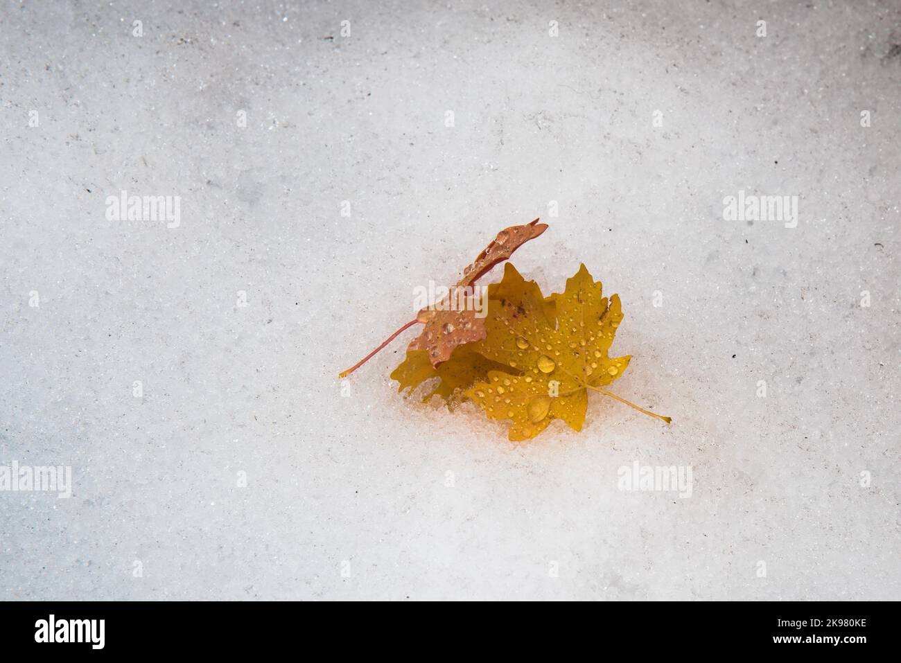 Colori autunnali e neve appena caduta. La transizione tra l'autunno e l'inverno può essere unica, Foto Stock