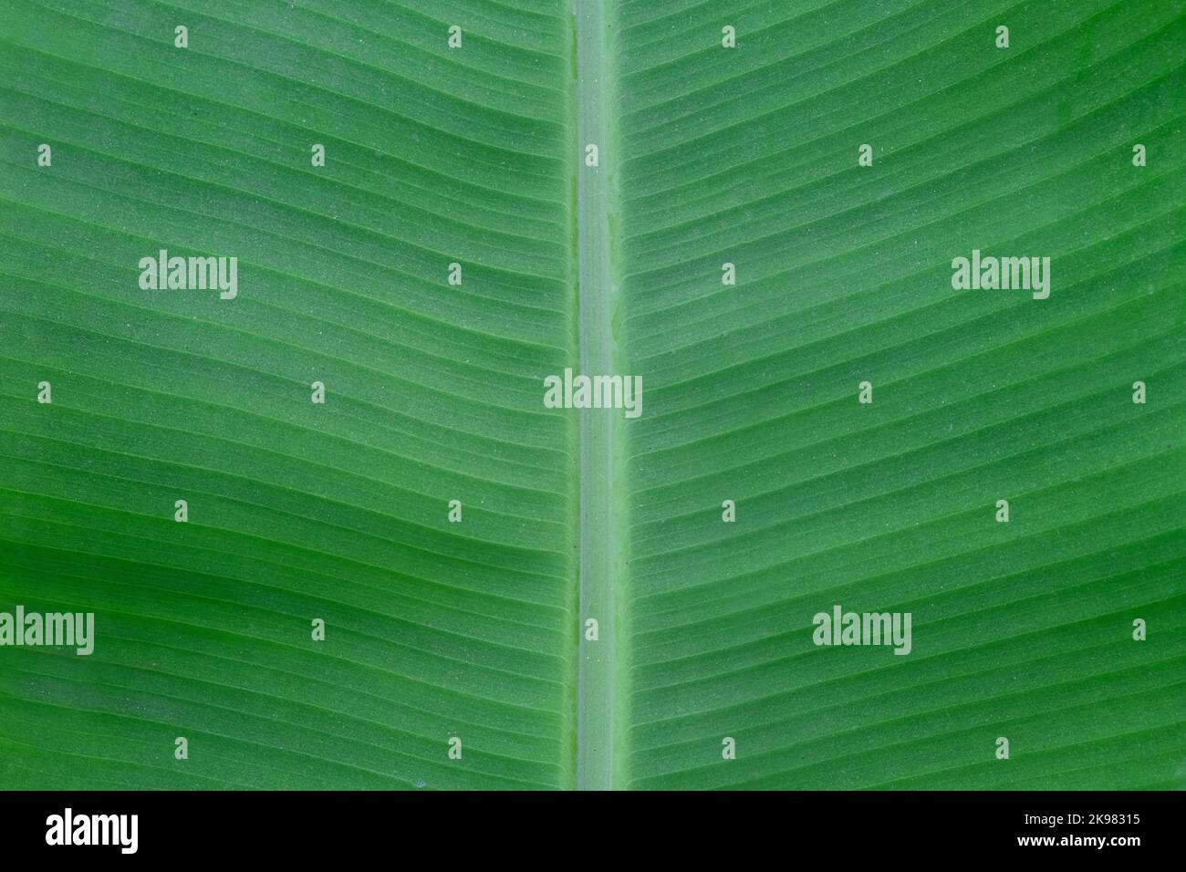 foglie verde brillante. Palm Leaf venine texture sfondo, natura sfondo spa biologico Foto Stock