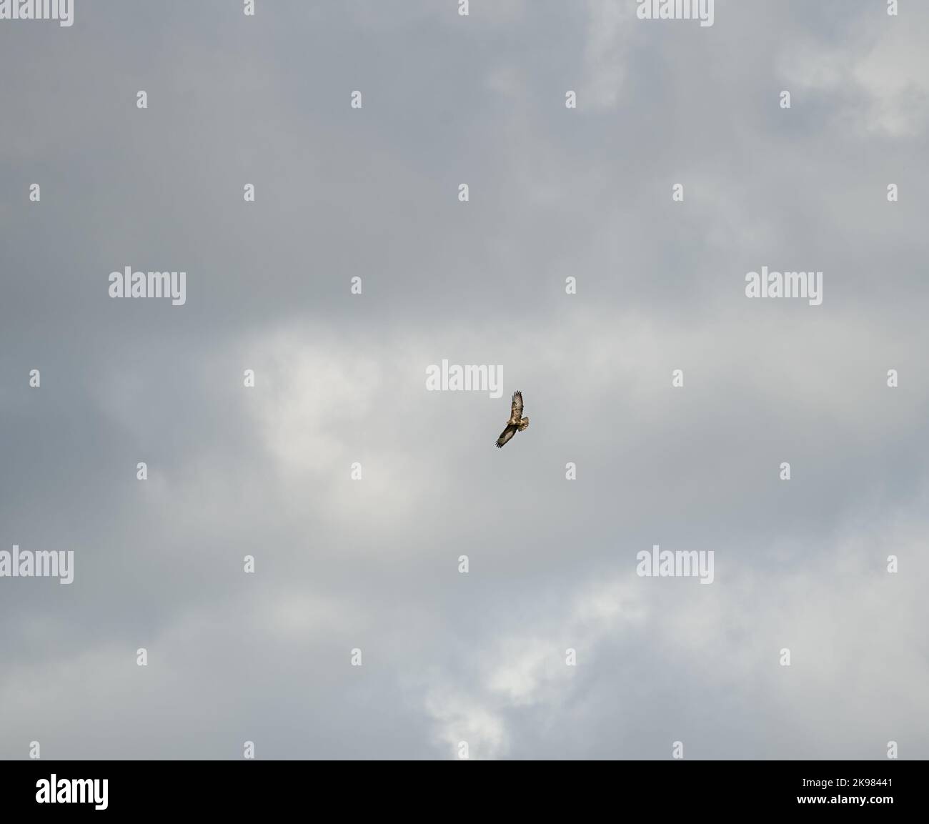Una poiana (Buteo buteo) che circlica e si arrampica con le correnti d'aria in un cielo estivo nuvoloso Foto Stock