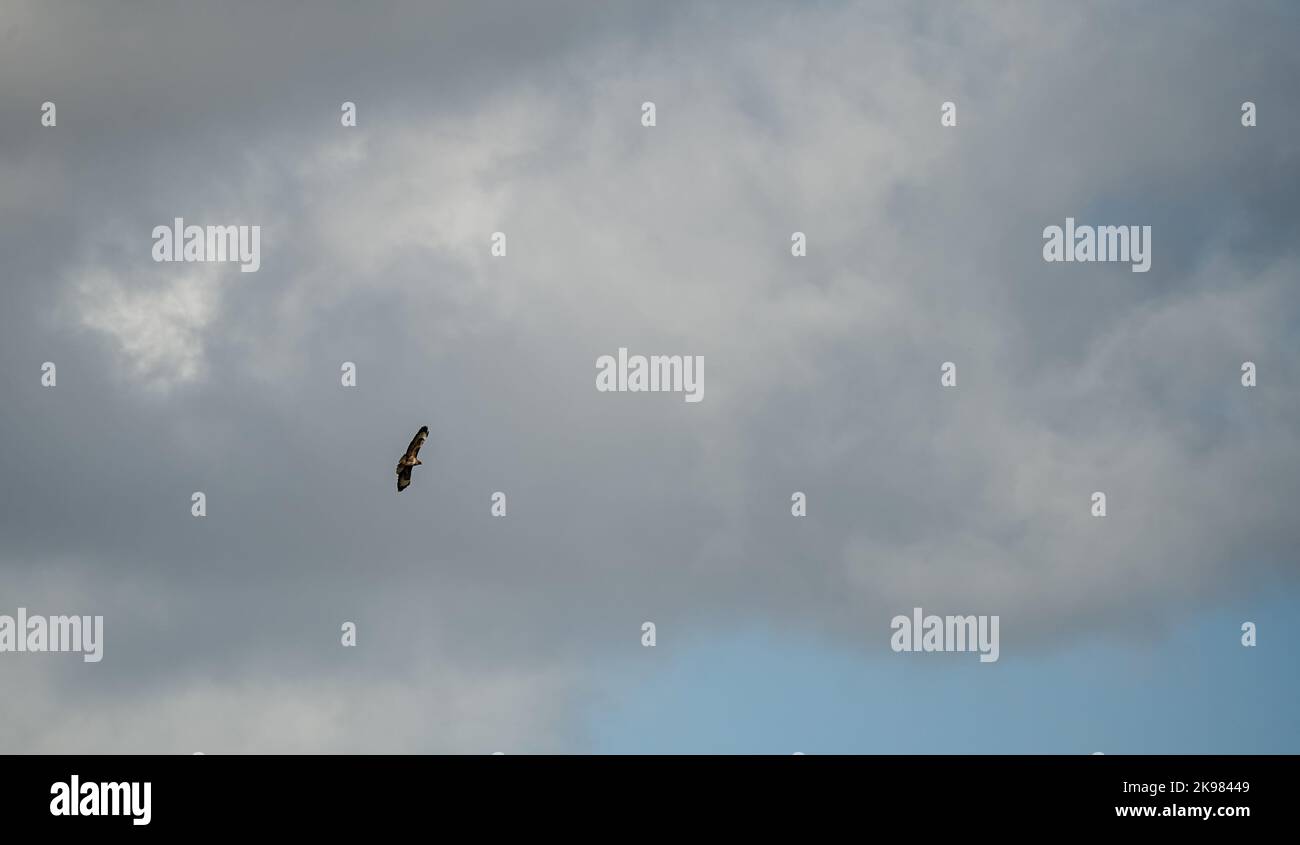 Una poiana (Buteo buteo) che circlica e si arrampica con le correnti d'aria in un cielo estivo nuvoloso Foto Stock