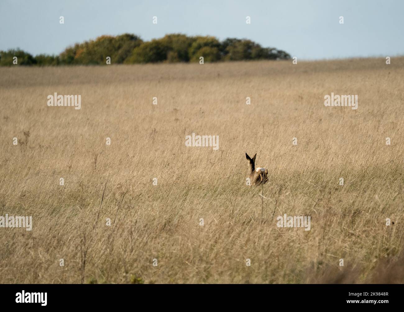 Capriolo femmina selvatico (Capreolus capreolus) sfugge attraverso i prati autunnali Foto Stock