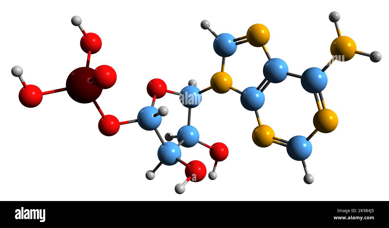 3D immagine di adenosina monofosfato formula scheletrica - struttura chimica molecolare di AMP isolato su sfondo bianco Foto Stock