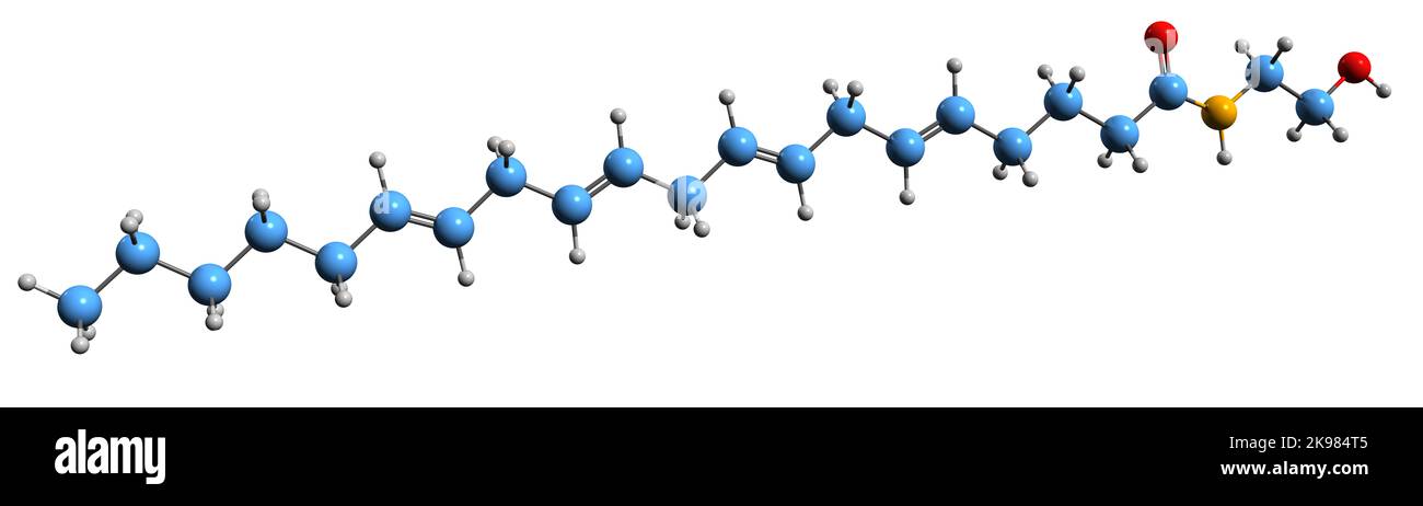 3D immagine di anandamide formula scheletrica - struttura chimica molecolare di N-arachidonoiletanolammina isolata su sfondo bianco Foto Stock