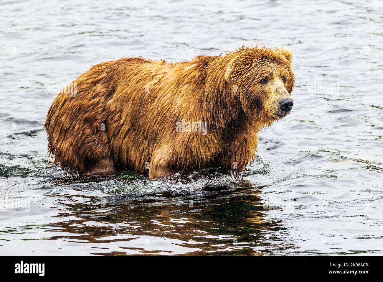 Orso bruno adulto; Ursus arctos middendorffi; pesca per la riproduzione di salmone sockeye; Grizzly Bear; Kodiak Island National Wildlife Refuge; Alaska; USA Foto Stock