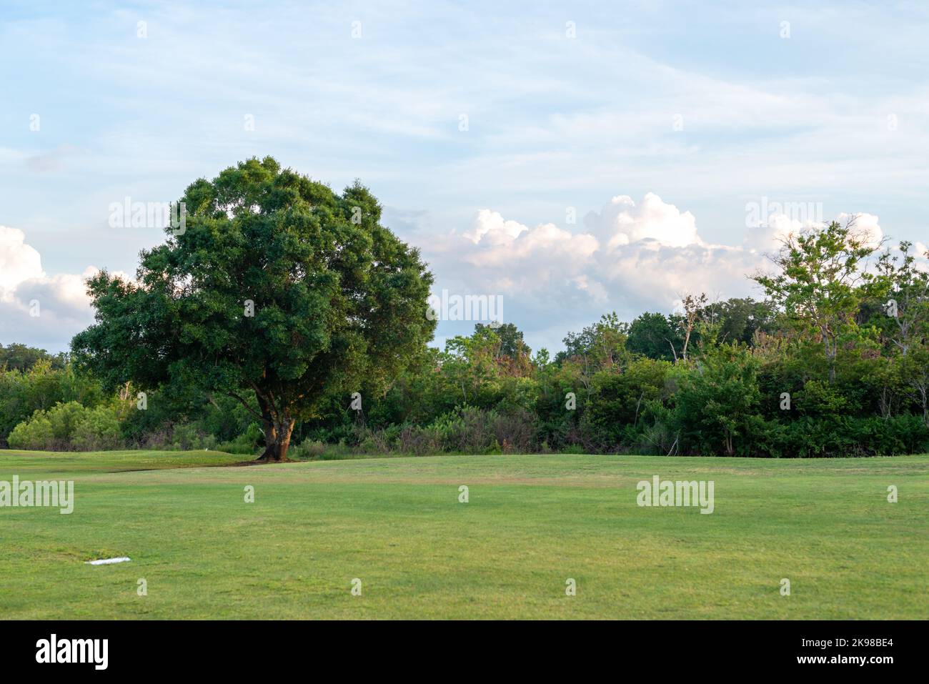 Un campo da golf verde con erba verde dal taglio basso e un grande cipresso spesso coperto di foglie verdi. Lo sfondo è un cielo blu con nuvole. Foto Stock