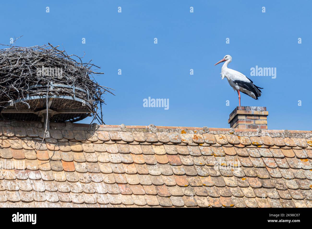 Una cicogna europea (Ciconia ciconia) nel suo nido su un tetto in Alsazia, Francia Foto Stock