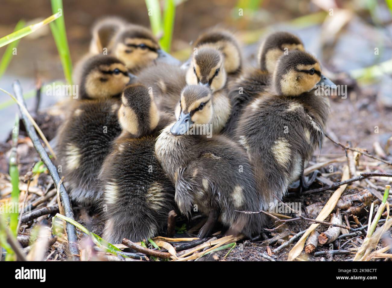 Una covata di lanuginose anatre di mallard si accoccolò insieme vicino al bordo dell'acqua. Le anatre piccole sono di colore giallo e marrone con i cappotti morbidi. Foto Stock