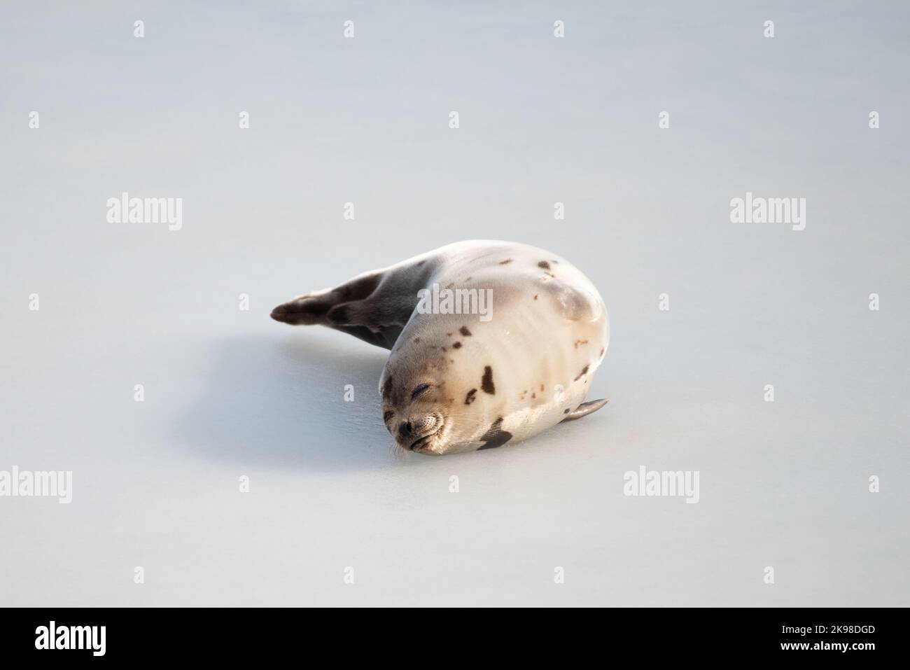 Un piccolo cucciolo di foca di porto selvatico che si posa su ghiaccio freddo congelato nell'Oceano Atlantico del Nord. La foca ha macchie marrone scuro sulla sua pelliccia marrone e pinne lunghe Foto Stock