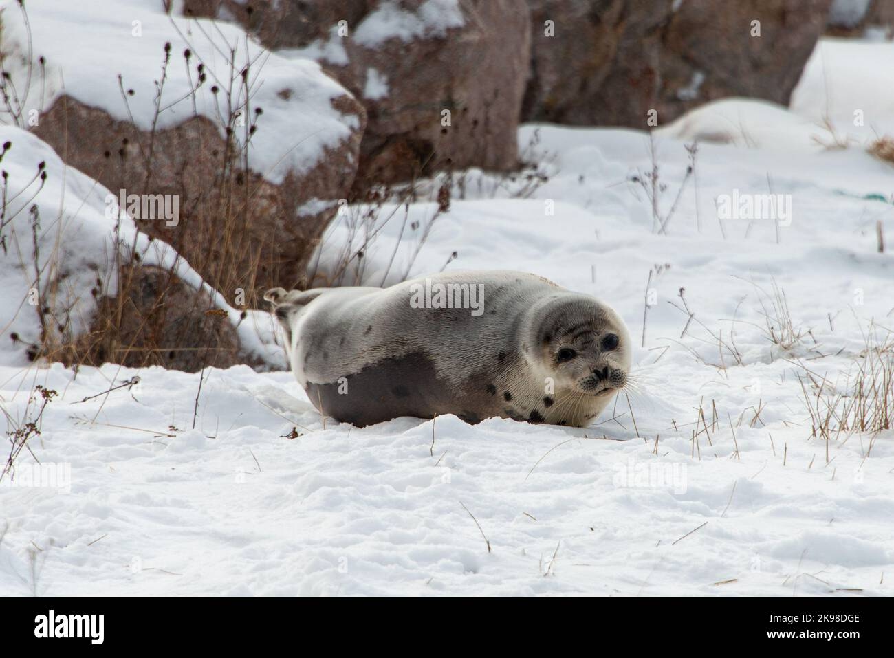 Un piccolo cucciolo di foche selvatiche di arpa del porto che si stesa su ghiaccio freddo congelato nell'Oceano Atlantico del Nord. Sta allungando il collo e le pinne verso l'esterno. Foto Stock