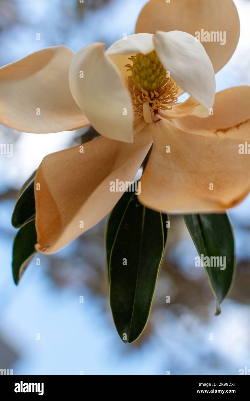 Un primo piano di un grande fiore bianco magnolia con bronzo lungo il bordo da età.il fiore ha quattro coppe o a forma di ciotola petali con grande pelle verde Foto Stock