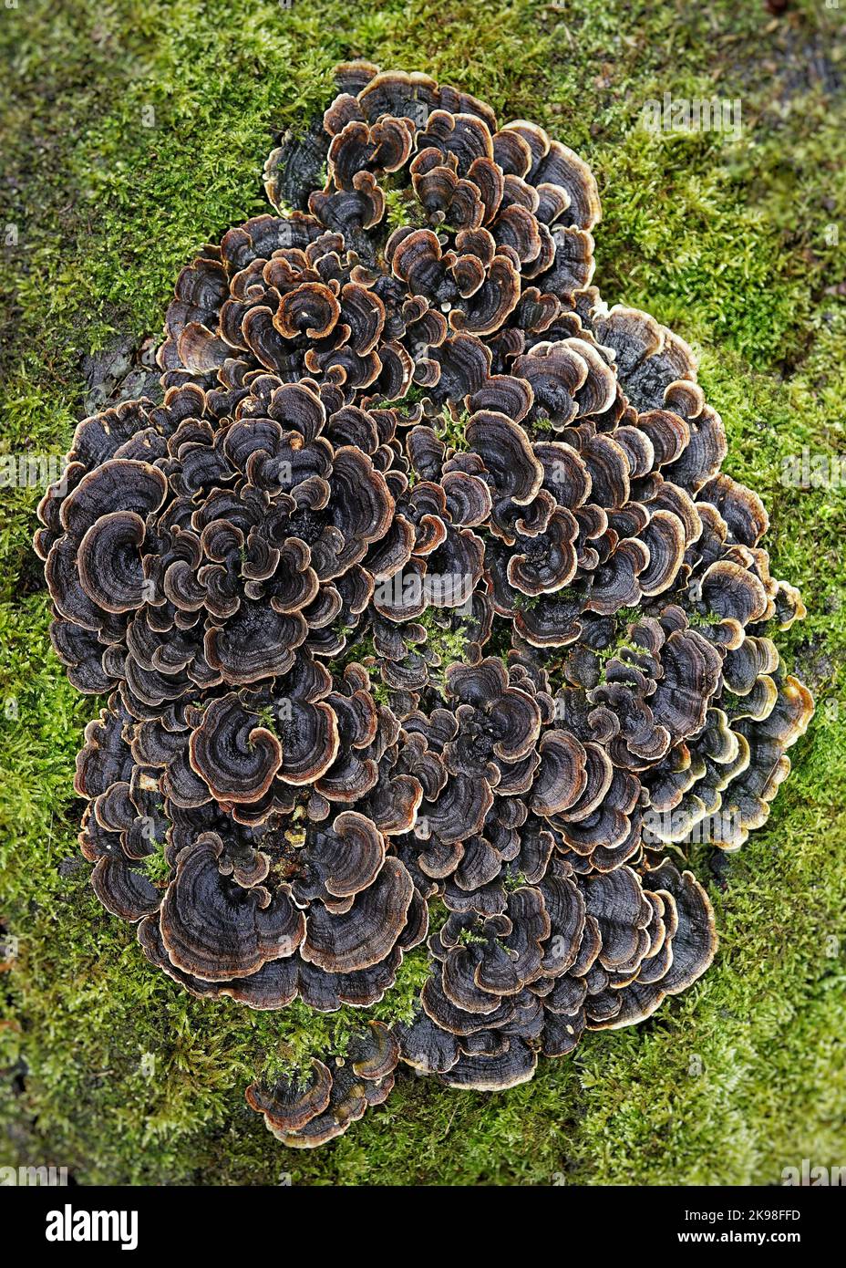 Il fungo della coda di tacchino, Trametes o coriolus versicolor, rinomato nella medicina contemporanea per le sue proprietà curative e anti-cancro. Foto Stock