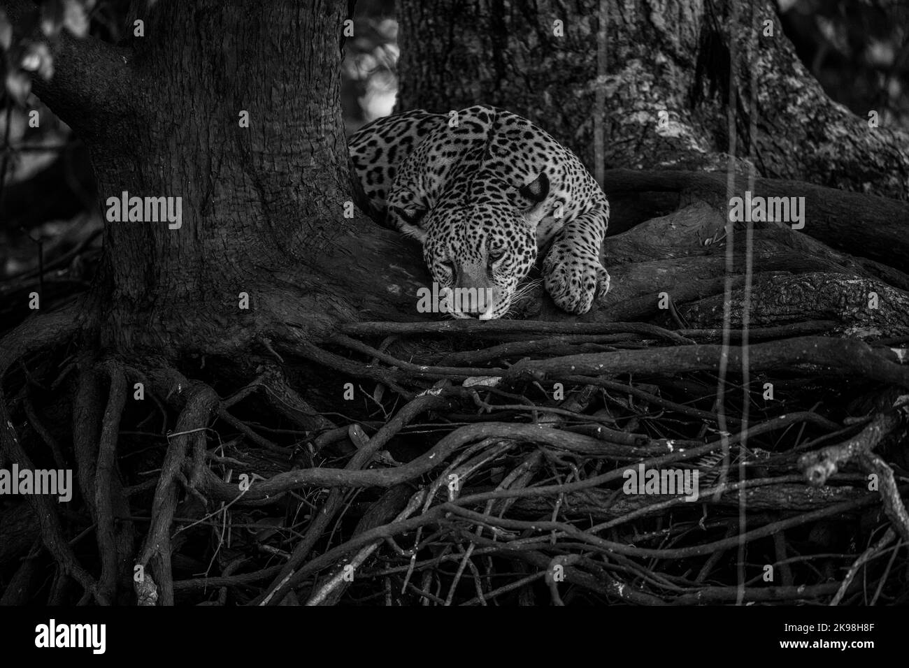 Immagine in bianco e nero di una jaguar sdraiata sulle radici di un grande albero - luce scarsa Foto Stock
