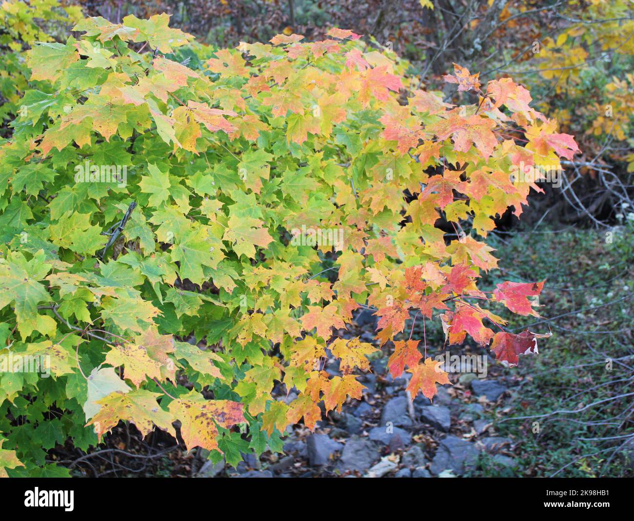 Un gradiente di colore di caduta sulle foglie di un ramo di acero dello zucchero Foto Stock