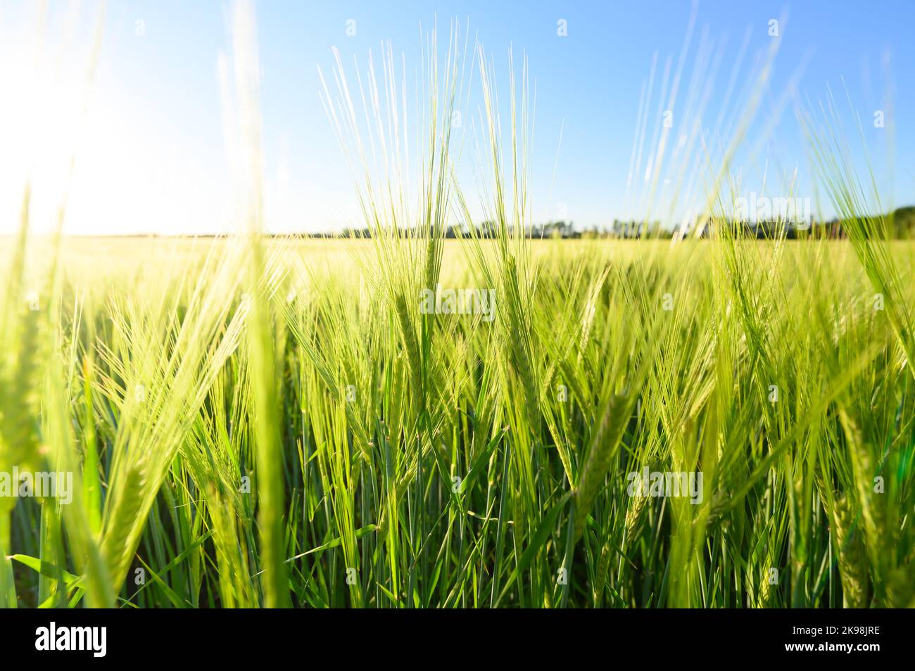 Bel campo verde di cereali di orzo fresco. Sfondo Foto Stock