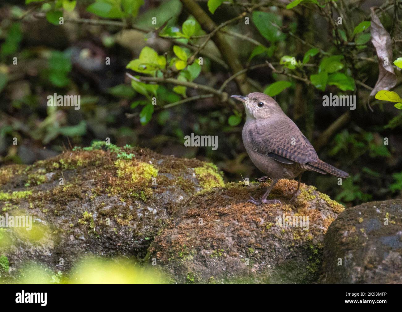 Casa Wren a El Valle, Panama - Troglodytes aedon Foto Stock