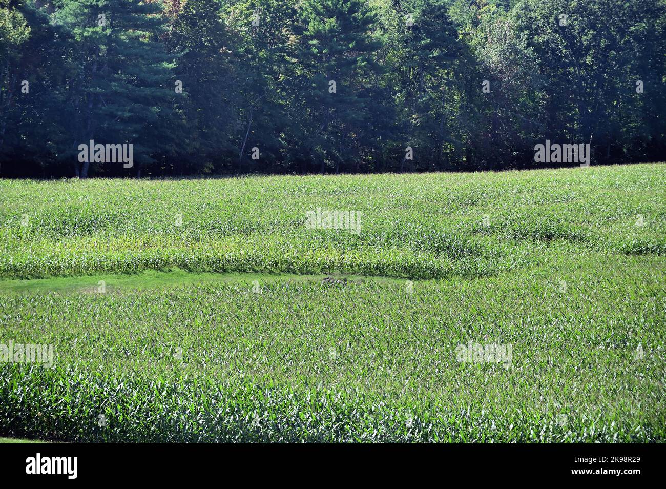 Kittery, Maine, Stati Uniti. Un mare di gambi di mais maturi ondeggia nella brezza in un campo di mais nel Maine meridionale. Foto Stock