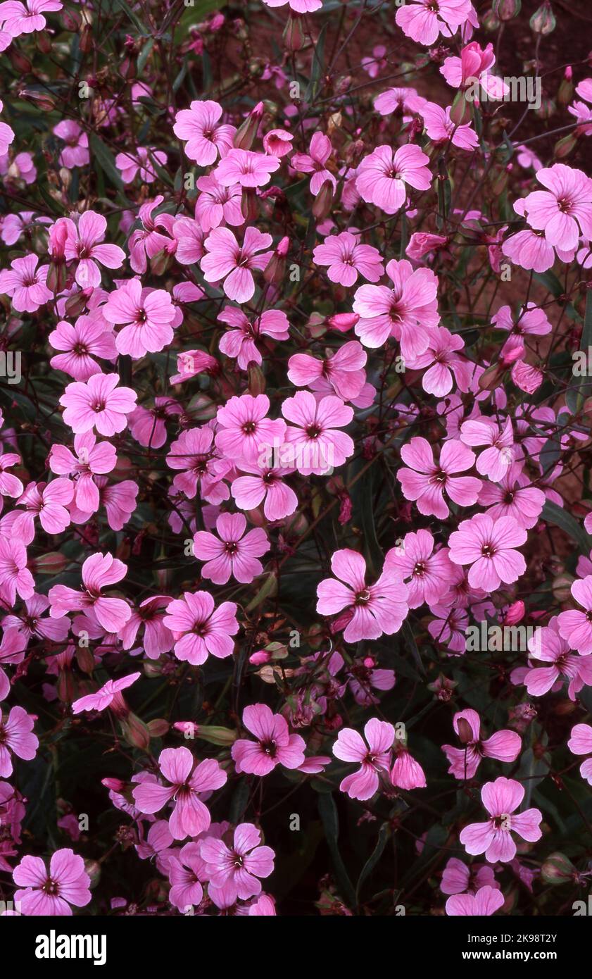 SAPONARIA ROSEA PLENA (COMUNEMENTE NOTA COME DOPPIO MOSTO DI SAPONE ROSA, SCOMMESSA RIMBALZANTE O DOLCE SELVATICO WILLIAM). Foto Stock