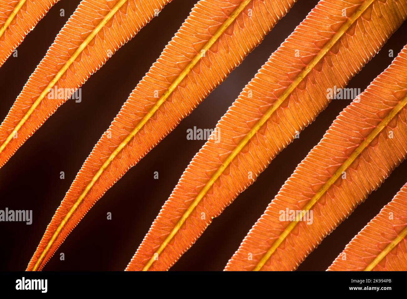 Primo piano la parte inferiore di una giovane foglia di felce arancione mostra le texture di venazione all'interno della foglia contro il nero sfocato sullo sfondo. Foto Stock