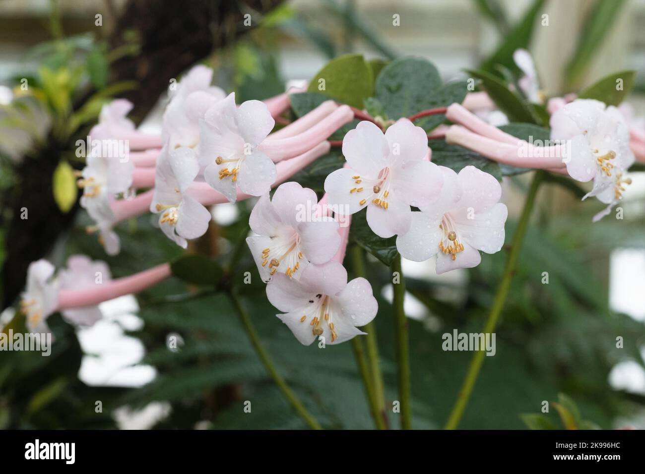 Tuba Rhododendron. Foto Stock