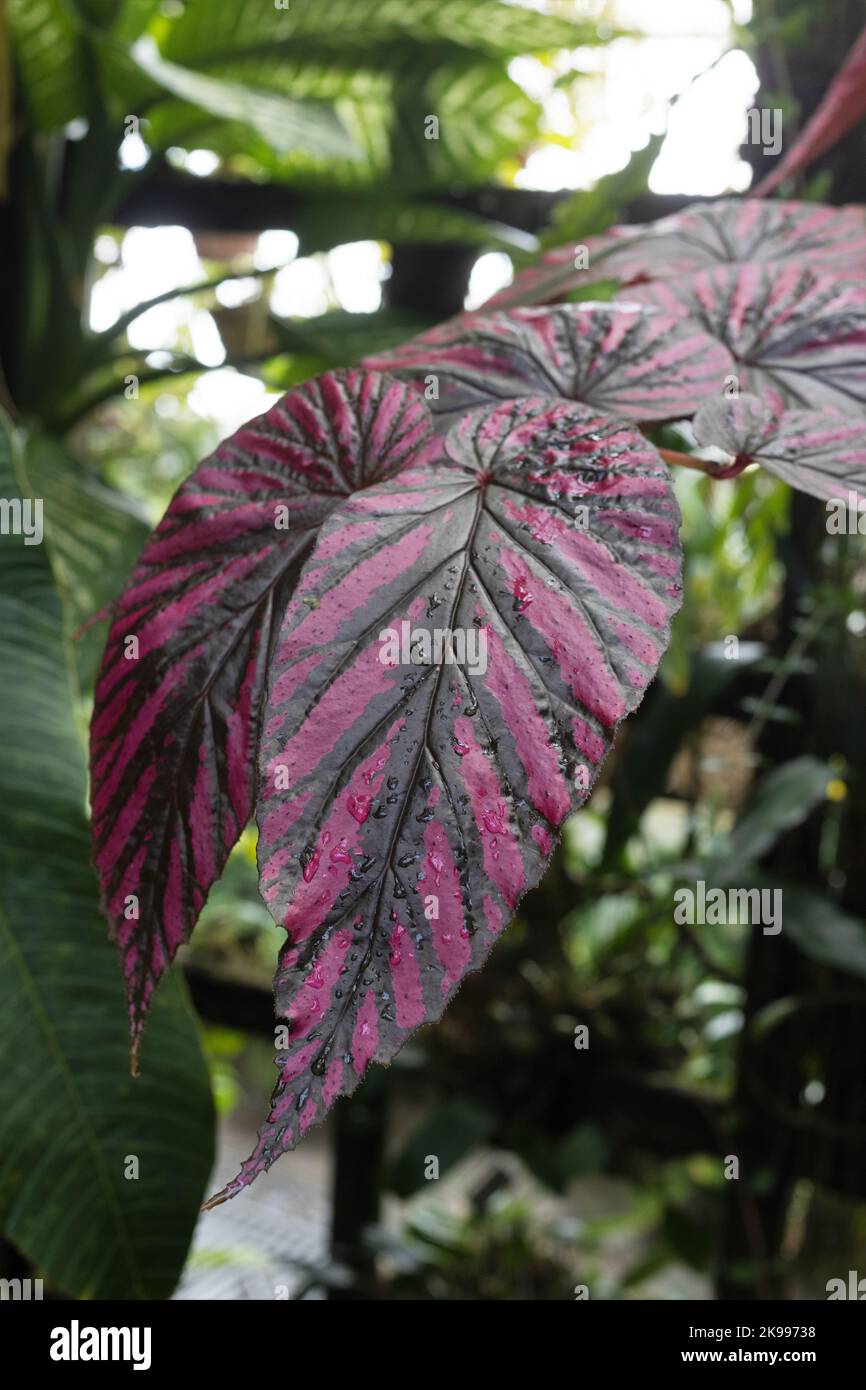 Begonia brefrimosa subsp. exotica. Foto Stock