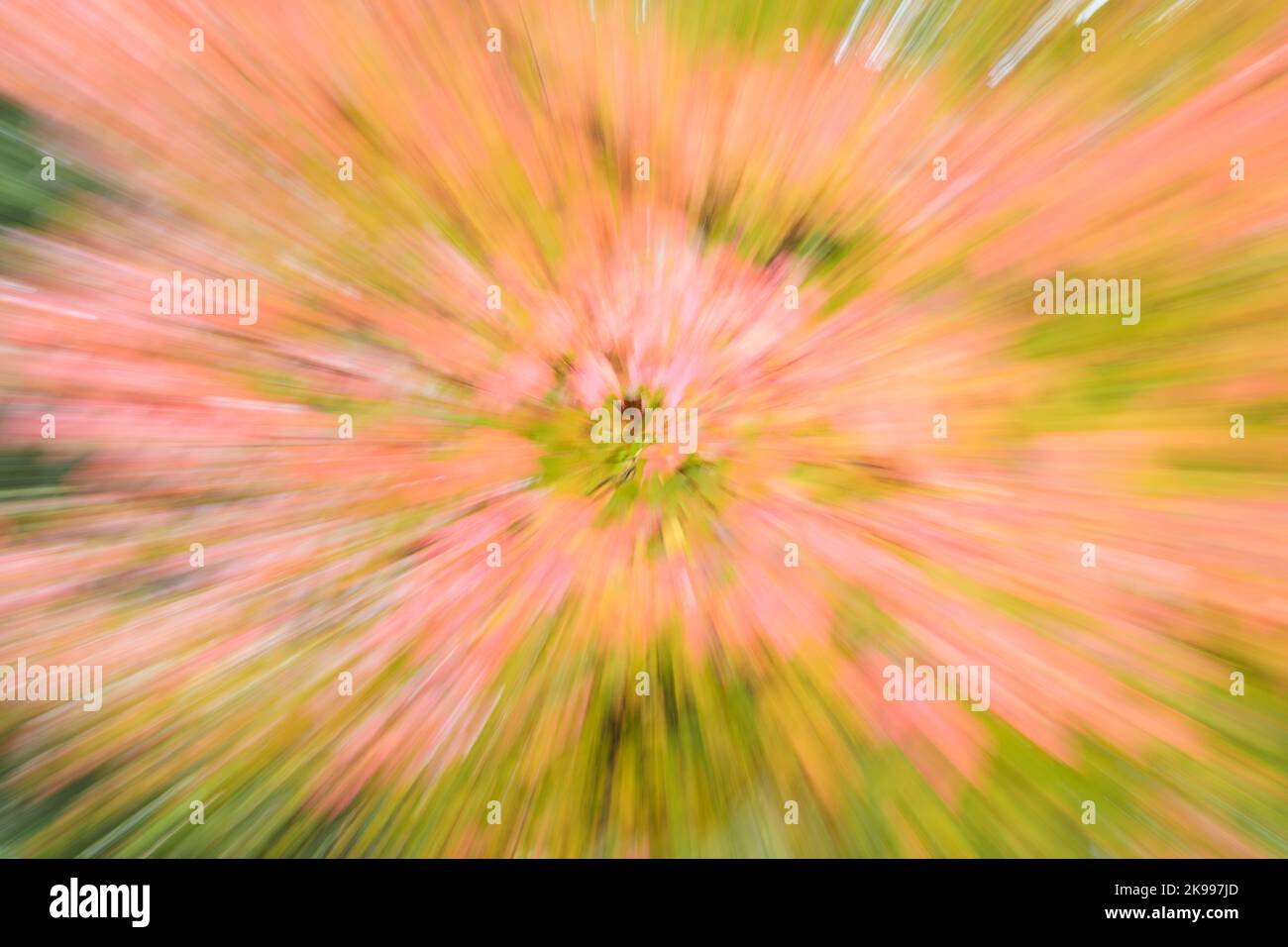 Effetto zoom astratto su un albero autunnale con foglie colorate che creavano strisce radianti di colore autunnale Foto Stock