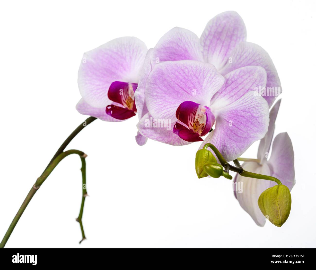 Orchidea della falce, Brudorkidé (Phalaenopsis amabilis) Foto Stock