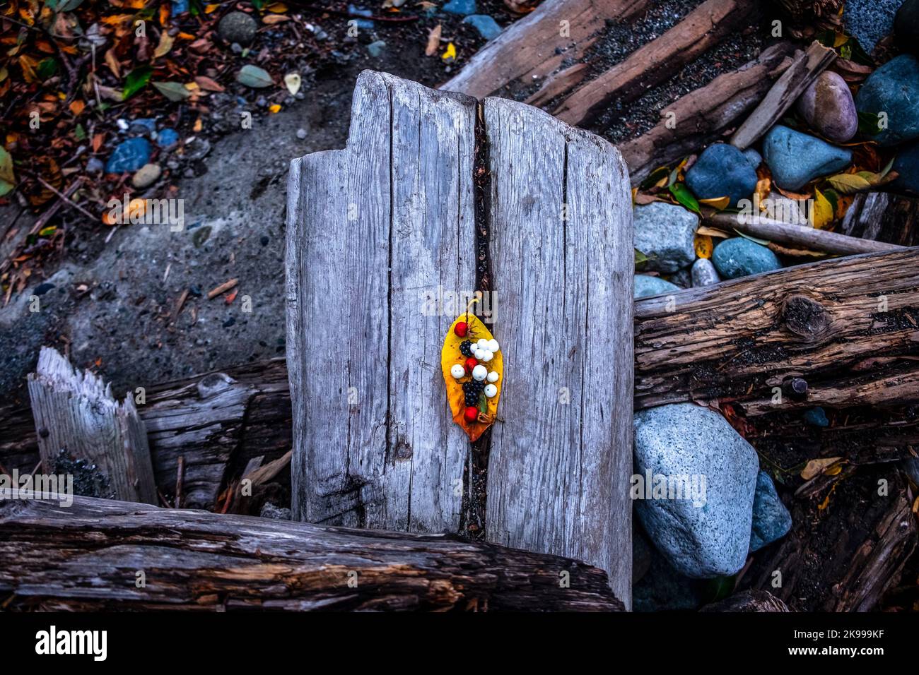 Foglia gialla, bacche selvatiche, driftwood, costa nord-occidentale del Pacifico, Zen vibes, Autmn autunno ottobre Foto Stock