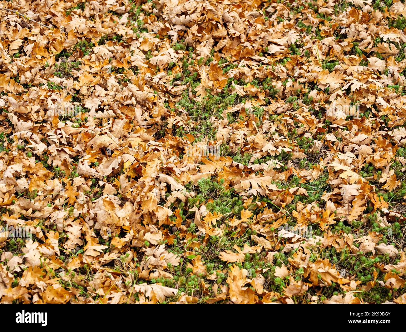 Foglie secche gialle cadute sparse ovunque sull'erba verde Foto Stock