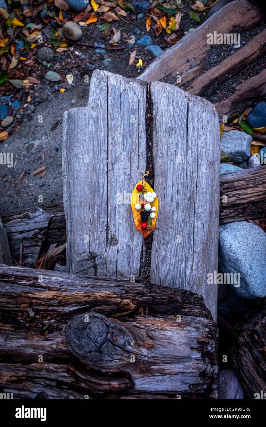 Foglia gialla, bacche selvatiche, driftwood, costa nord-occidentale del Pacifico, Zen vibes, Autmn autunno ottobre Foto Stock