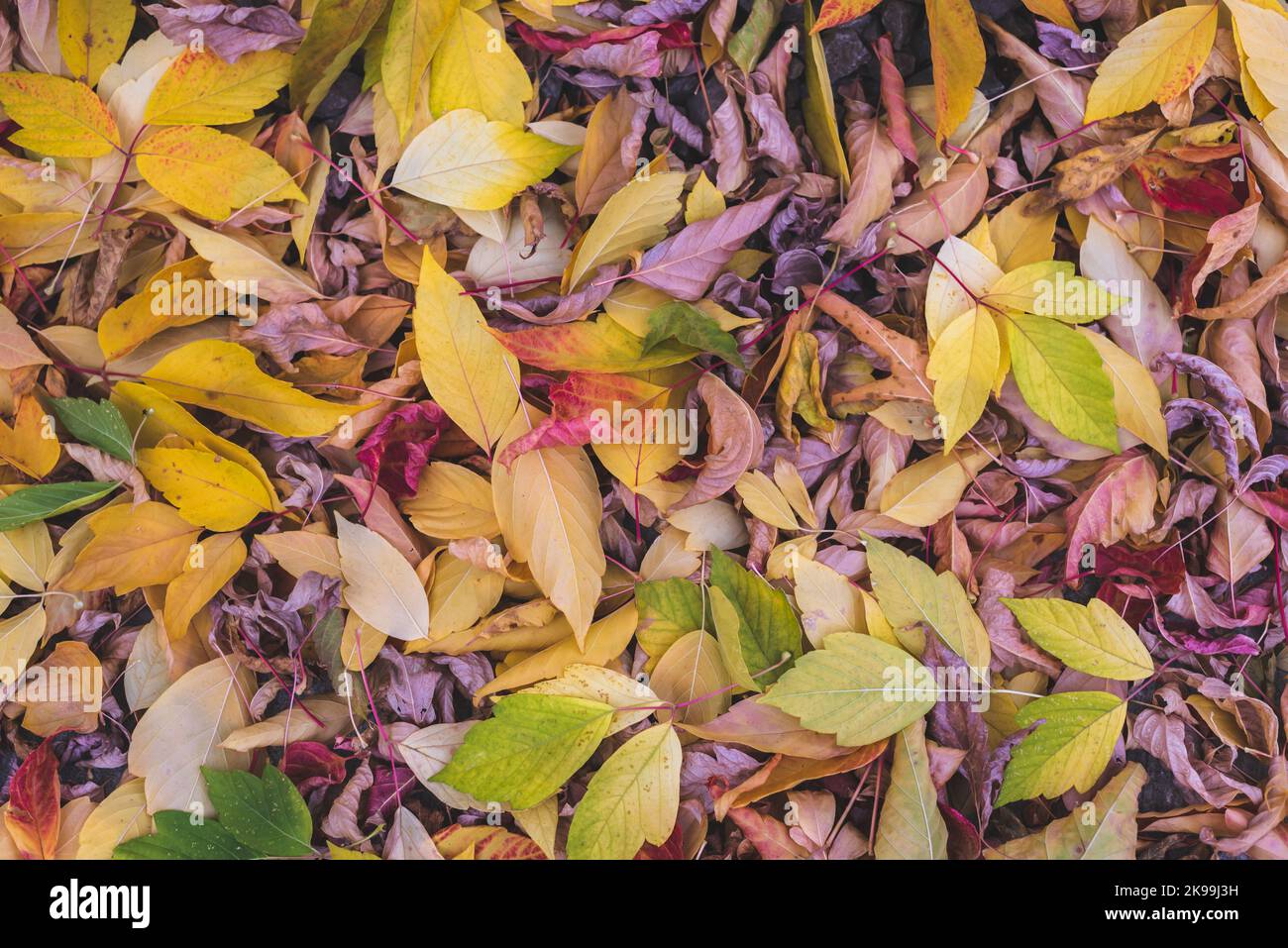 Rosso, giallo e marrone ottobre foglie autunnali sul pavimento della foresta Foto Stock