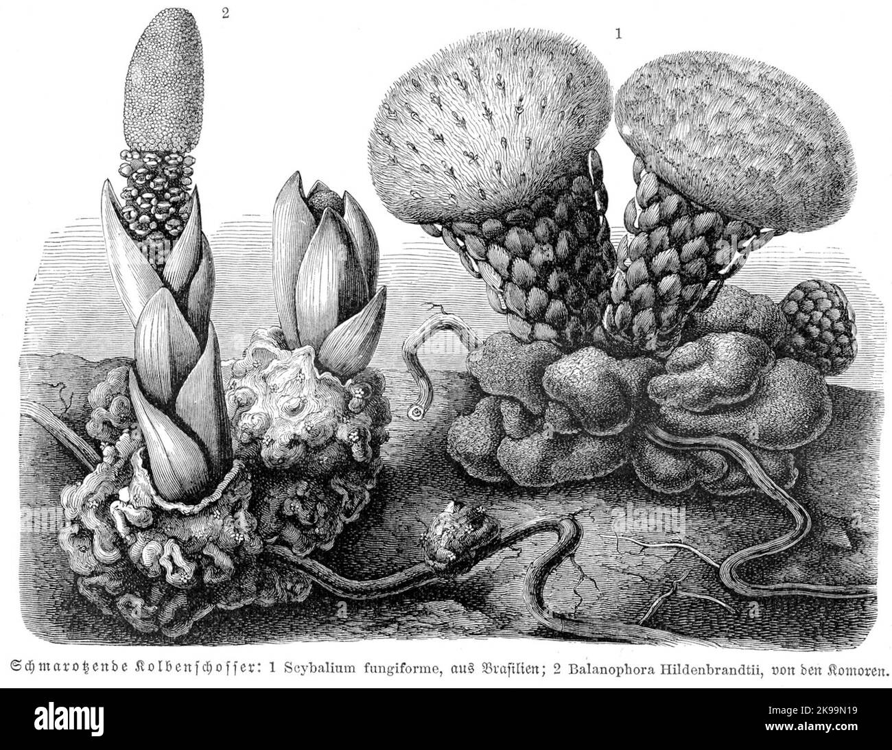 Anton Kerner Ritter von Marilaun (botanico austriaco e professore presso l'Università di Vienna) - Scybalium Balanophora - Balanophora Foto Stock