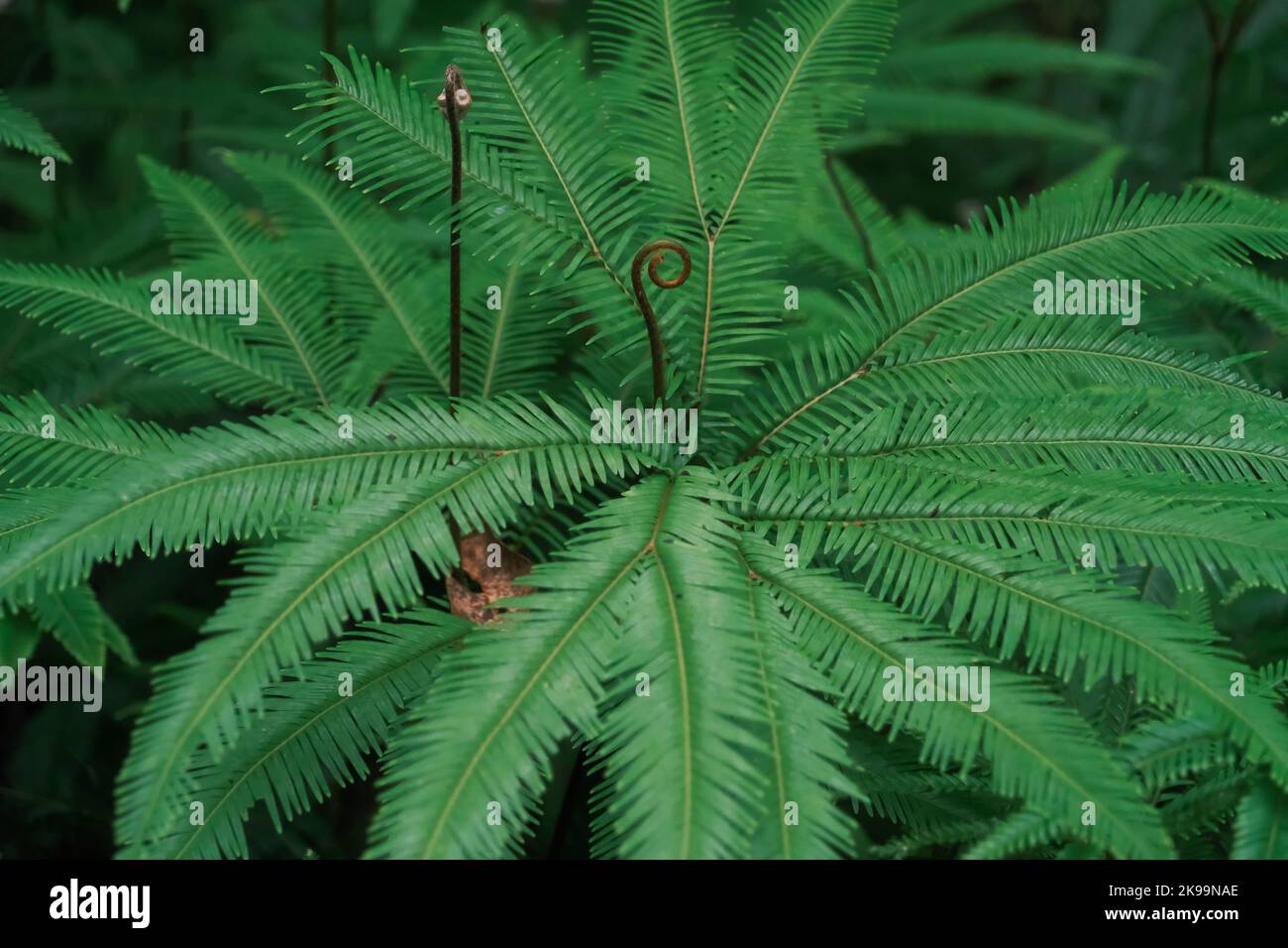 Bella felce, palma di Queensland, Australia Foto Stock