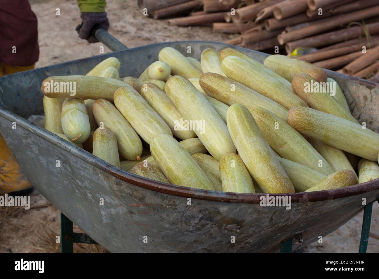 immagine a infrarossi dei freschi frutti di cetriolo verde. Foto Stock