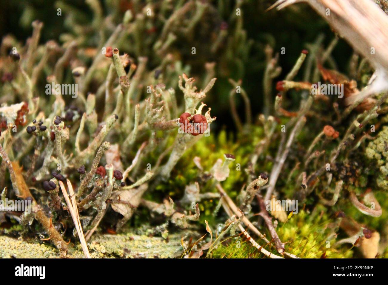 Un primo piano del fungo della tazza di pixie di Madame su un terreno mossy Foto Stock