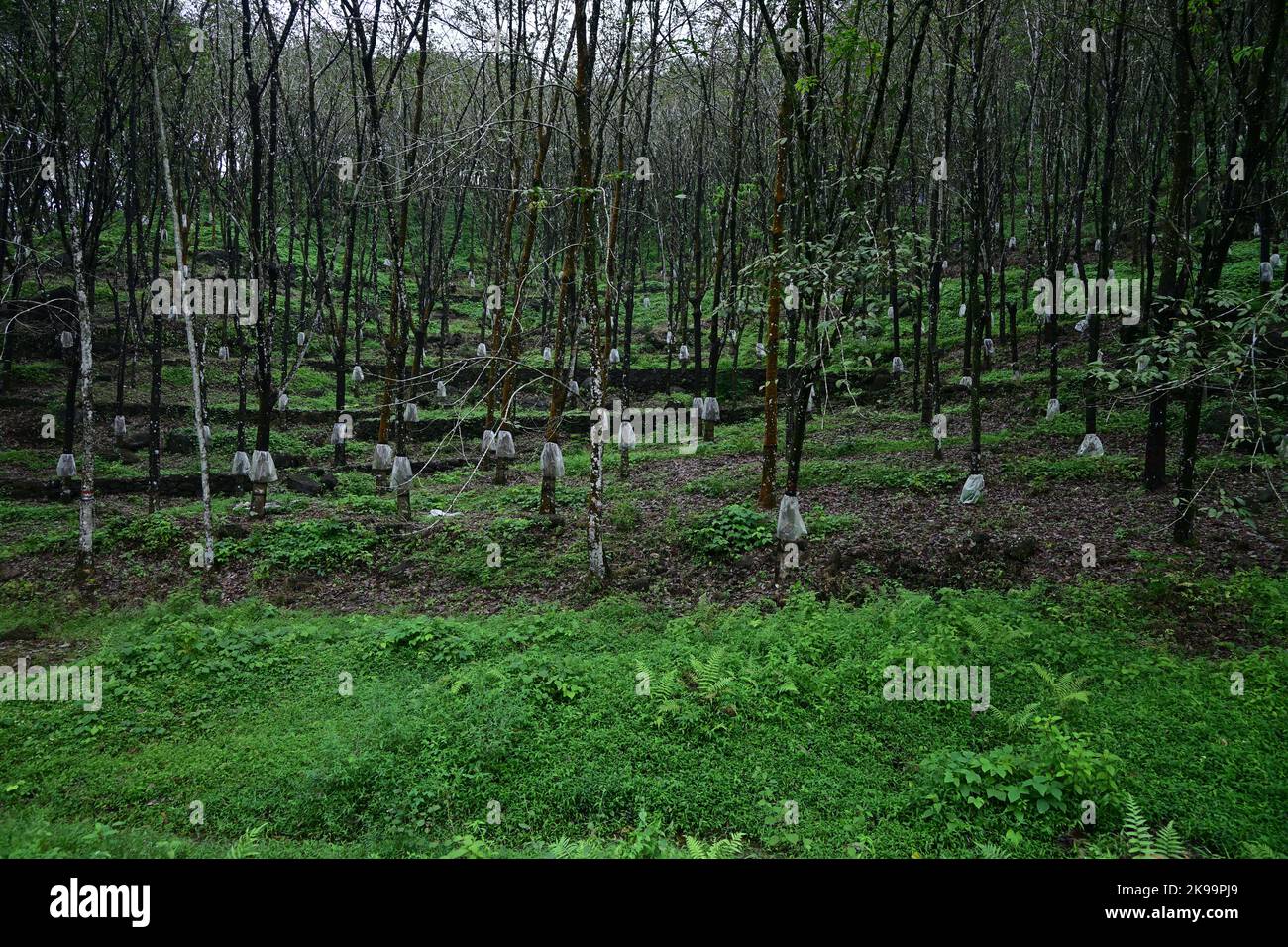 Bella vista panoramica di una piantagione di gomma di paese basso con coperture di protezione della pioggia attaccate a tutti gli alberi di gomma nella stagione monsonica in Sri Lanka Foto Stock