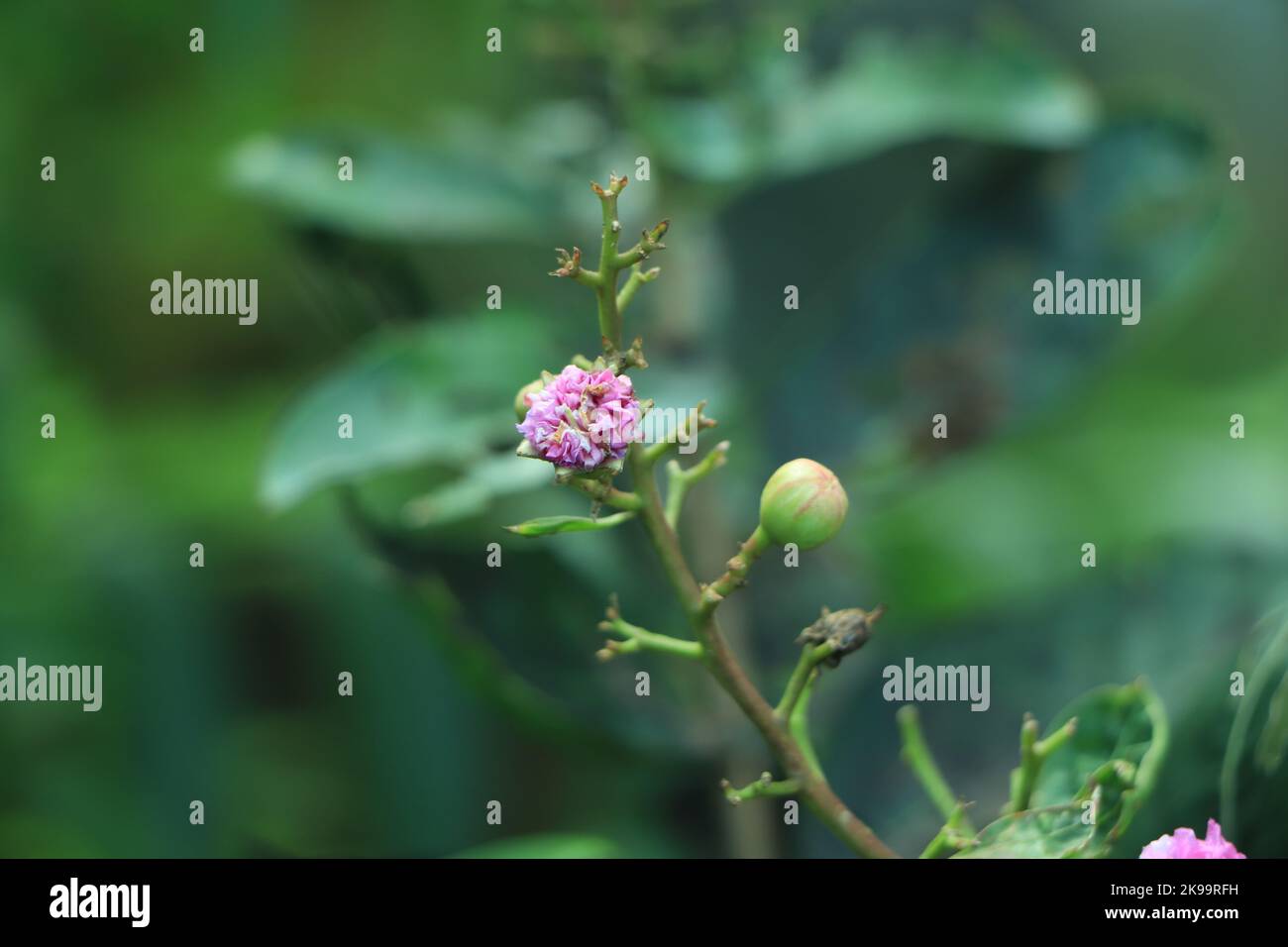 Fiore di lagerstroemia, indica di Lagerstroemia, mirto di crapa, mirto di crepe, girasole Foto Stock